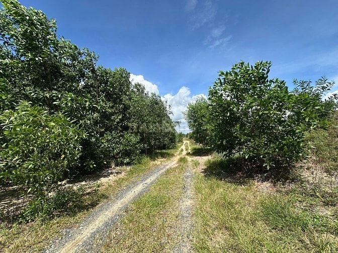 Siêu Phẩm 10023m2 View Biển LaGi – Giá Chỉ 2,6 Triệu/m² – Duy Nhất 1 L