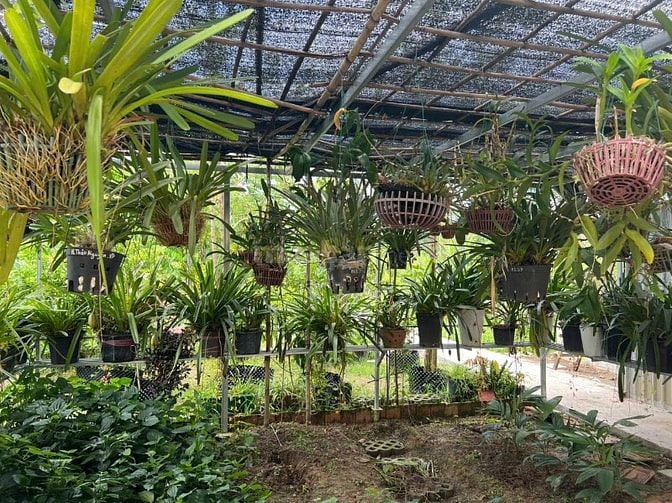 Biệt thự vườn bán gấp, 20x80m, mặt tiền đường nhựa An Nhơn Tây