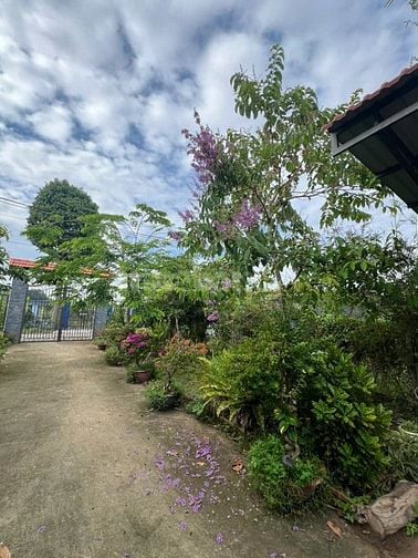 Biệt thự vườn bán gấp, 20x80m, mặt tiền đường nhựa An Nhơn Tây