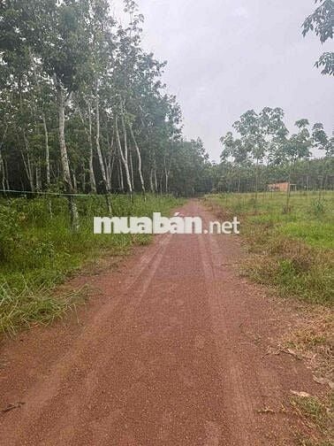 Bán đất trồng cây lâu năm đã có sổ ,