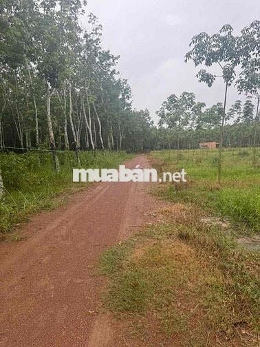 Bán đất trồng cây lâu năm đã có sổ ,