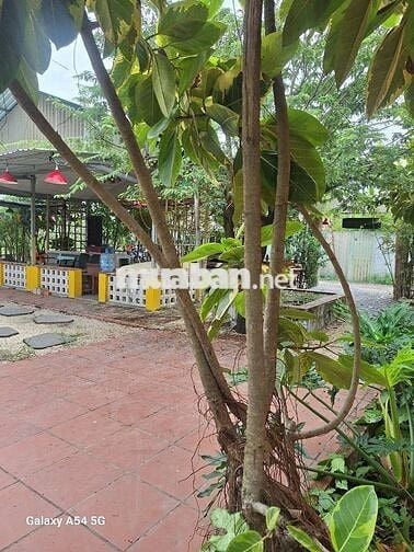 HẺM XH DTSD:300M² BÀN GHẾ ĐĐ DỤNG CỤ ĂN UỐNG VÀO CHỈ BỐ TRÍ NHẸ LÀ OK