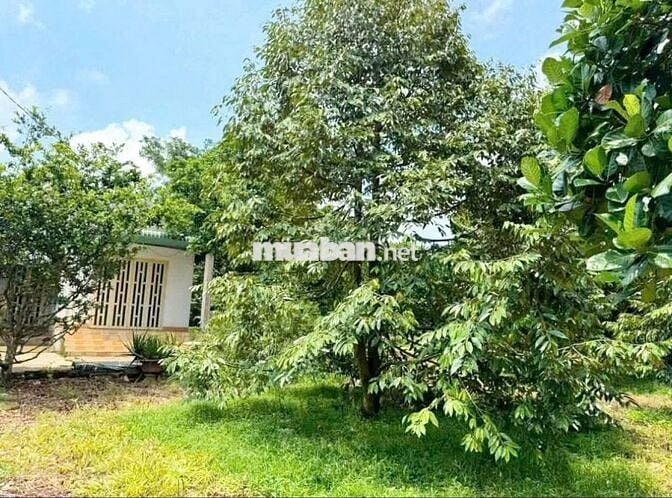 Bán Đất Vườn Tặng Căn Nhà Cấp 4