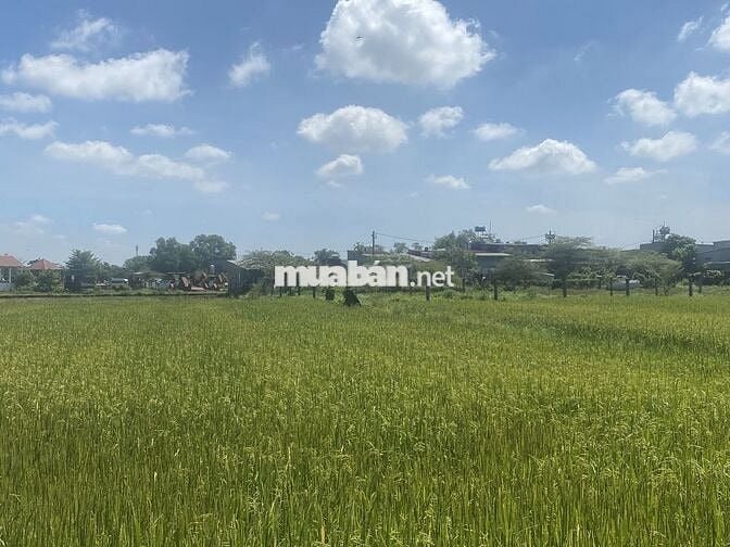 Cần sang nhượng GẤP đất nông nghiệp xã Vĩnh Lộc A - Bình Chánh