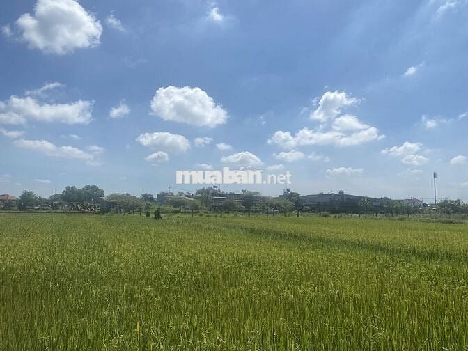 Cần sang nhượng GẤP đất nông nghiệp xã Vĩnh Lộc A - Bình Chánh