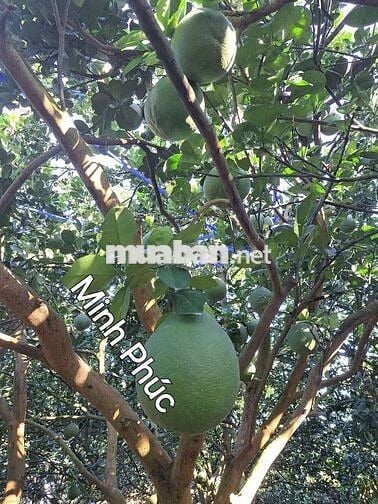 Chủ bể nợ cần bán gấp căn nhà vườn 1385m² giá siêu ngộp 298 triệu