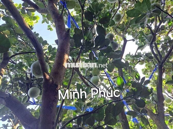 Chủ bể nợ cần bán gấp căn nhà vườn 1385m² giá siêu ngộp 298 triệu