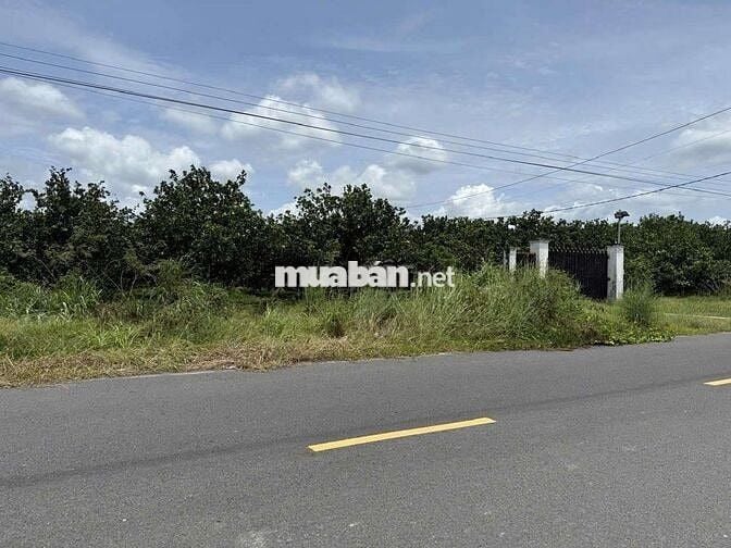 Chủ bể nợ cần bán gấp căn nhà vườn 1385m² giá siêu ngộp 298 triệu