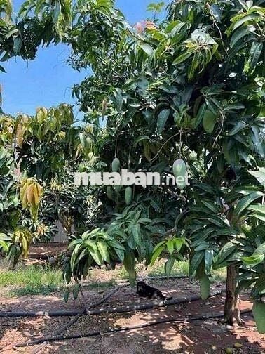 Cần bán nhanh căn nhà vườn có sẵn 25 cây sầu riêng