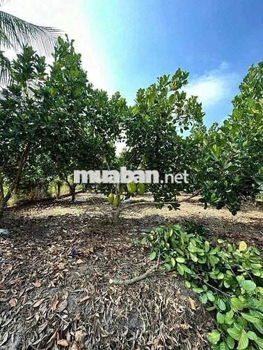 Cần bán nhanh căn nhà vườn có sẵn 25 cây sầu riêng