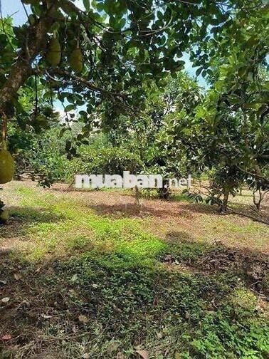 Cần bán nhanh căn nhà vườn có sẵn 25 cây sầu riêng