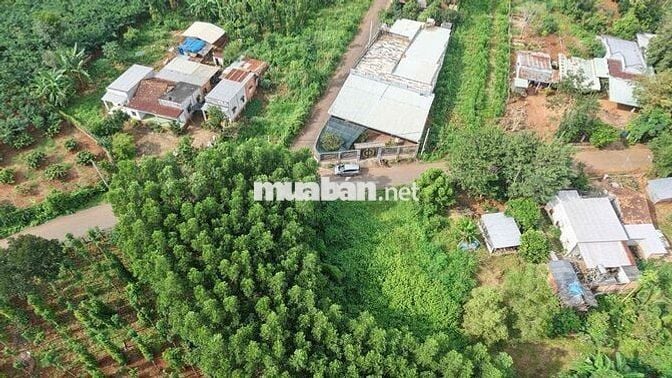 Ngộp bank cần bán gấp lô đất ở Xuyên Mộc cách QL55 2km di chuyển