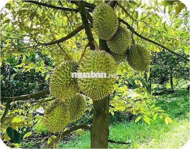 Chú 8 Cần Bán Vườn Sầu Riêng 1021m2 giá 250 triệu, sổ hồng riêng