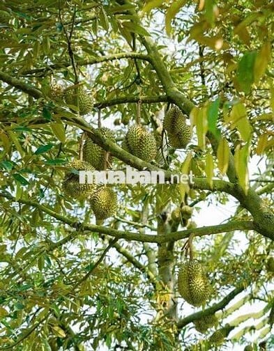 Chú 8 Cần Bán Vườn Sầu Riêng 1021m2 giá 250 triệu, sổ hồng riêng