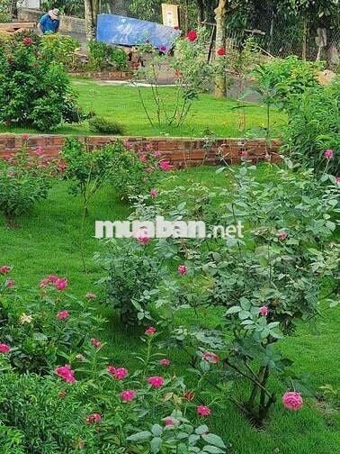 Bán gấp  Nhà vườn 200m² đẹp như resort, P.2 Bảo Lộc giá 490triệu