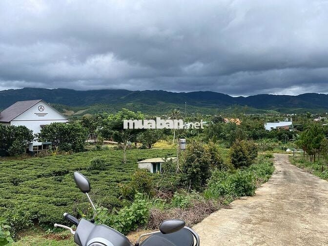 Đất Bảo Lộc - 2214m2 (20x100m) Sẵn 118m thổ cư - view núi Sà Pung