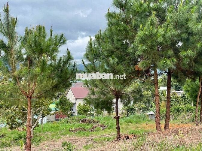 Đất Bảo Lộc - 2214m2 (20x100m) Sẵn 118m thổ cư - view núi Sà Pung