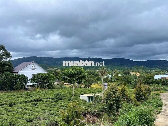 Đất Bảo Lộc - 2214m2 (20x100m) Sẵn 118m thổ cư - view núi Sà Pung