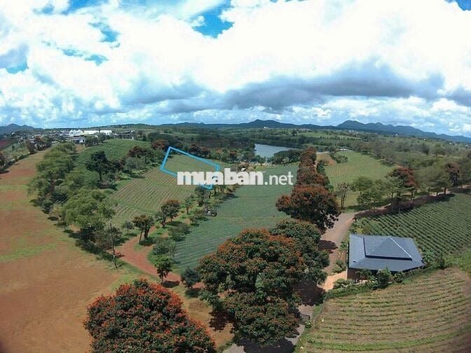 SỐC CHỈ 7 TRIỆU/M2 SỞ HỮU ĐẤT VIEW ĐỒI-HỒ-RỪNG THÔNG–NGHỈ DƯỠNGBẢO LỘC