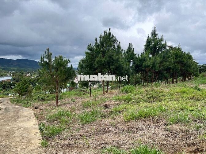 Đất Bảo Lộc - 2214m2 (20x100m) Sẵn 118m thổ cư - view núi Sà Pung