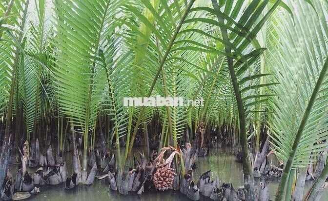 Nhà đất trong khu du lịch rừng dừa Hội An