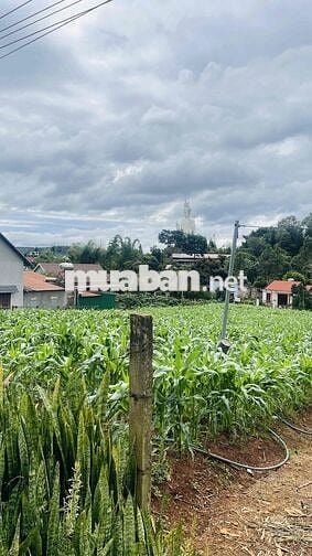 ĐẤT NAM BAN - LÂM HÀ - LÂM ĐỒNG