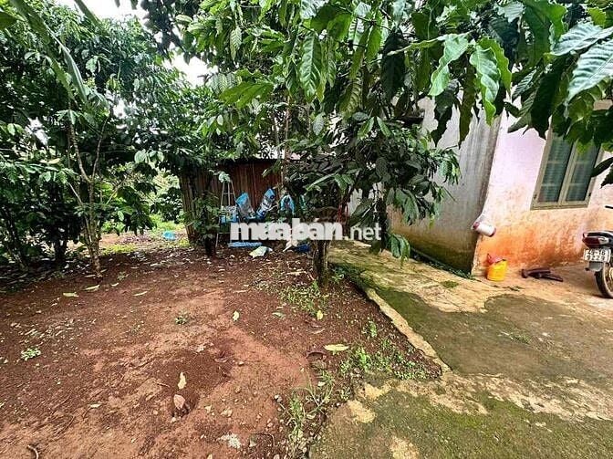 3340m2 nhà vườn trái cây - Lộc An - Bảo Lâm - Lâm Đồng