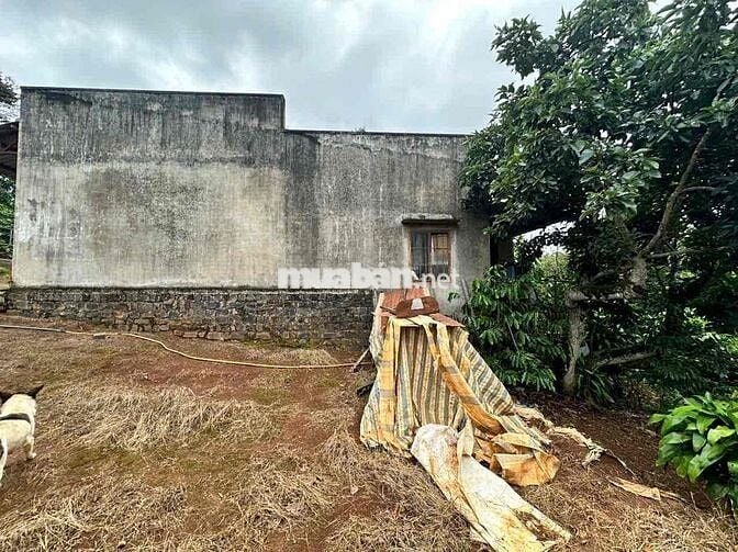 3340m2 nhà vườn trái cây - Lộc An - Bảo Lâm - Lâm Đồng