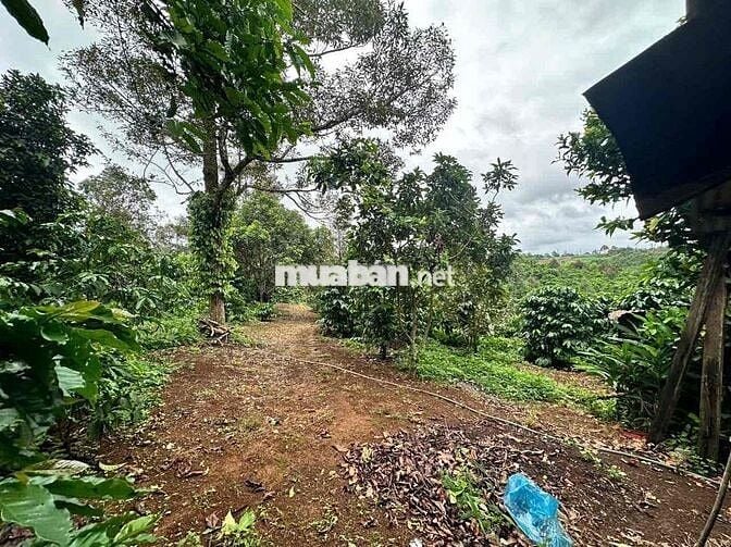 3340m2 nhà vườn trái cây - Lộc An - Bảo Lâm - Lâm Đồng