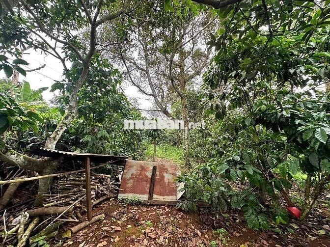 3340m2 nhà vườn trái cây - Lộc An - Bảo Lâm - Lâm Đồng