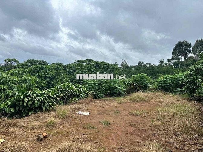 3340m2 nhà vườn trái cây - Lộc An - Bảo Lâm - Lâm Đồng