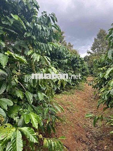 3340m2 nhà vườn trái cây - Lộc An - Bảo Lâm - Lâm Đồng