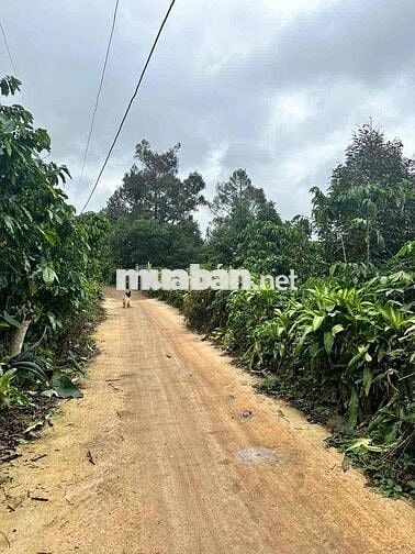 3340m2 nhà vườn trái cây - Lộc An - Bảo Lâm - Lâm Đồng