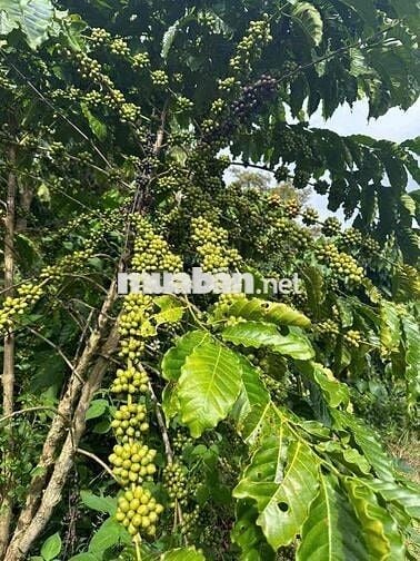 3340m2 nhà vườn trái cây - Lộc An - Bảo Lâm - Lâm Đồng