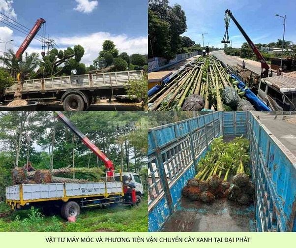 Báo Giá Thi Công Cây Xanh Công Trình Dự Án 2025: Chất Lượng 