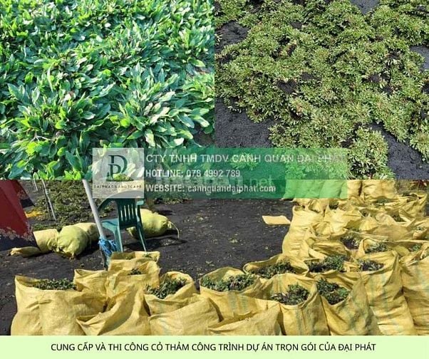 Báo Giá Thi Công Cây Xanh Công Trình Dự Án 2025: Chất Lượng 