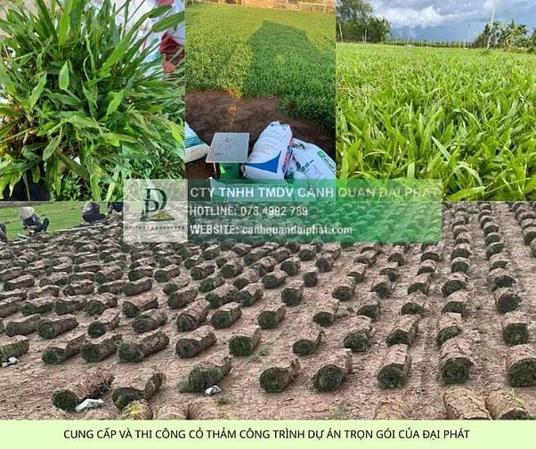 Báo Giá Thi Công Cây Xanh Công Trình Dự Án 2025: Chất Lượng 