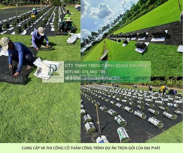Báo Giá Thi Công Cây Xanh Công Trình Dự Án 2025: Chất Lượng 