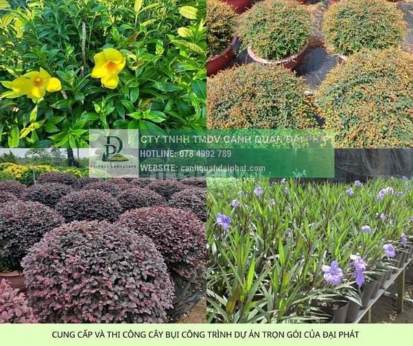 Báo Giá Thi Công Cây Xanh Công Trình Dự Án 2025: Chất Lượng 