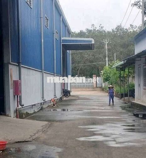 Xưởng chuyên sản xuất gỗ, đất 1ha, xưởng 2000m, giá 75 triệu