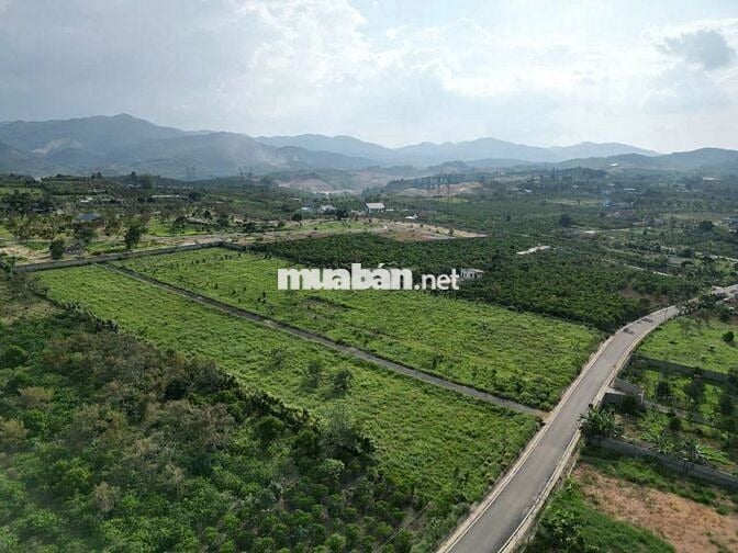 Bán đất 2 Lô C7, C8, hẻm nhựa Lê Thị Riêng, Lộc Châu P3 Bảo Lộc .