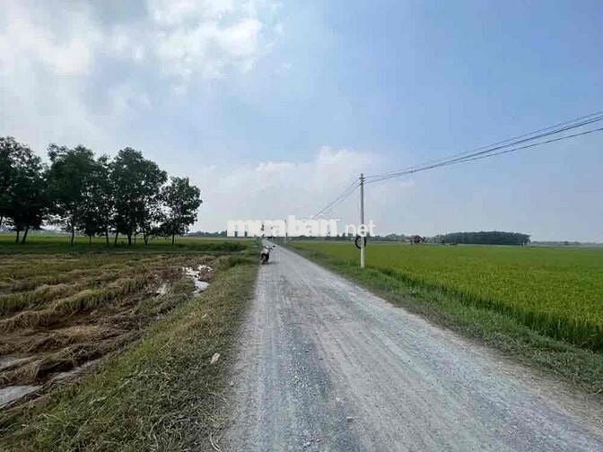 NH Thanh Lý đất tại Hoà Thuận, Hiệp Hoà, Đức Hòa, Long An. giá 1.045