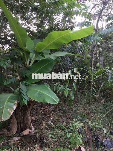 Bán đất Vườn ấp phước hưng, xã Phước Lâm, Cần Giuộc,Long An