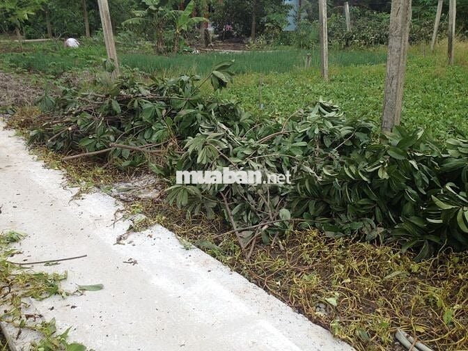 Bán đất Vườn ấp phước hưng, xã Phước Lâm, Cần Giuộc,Long An