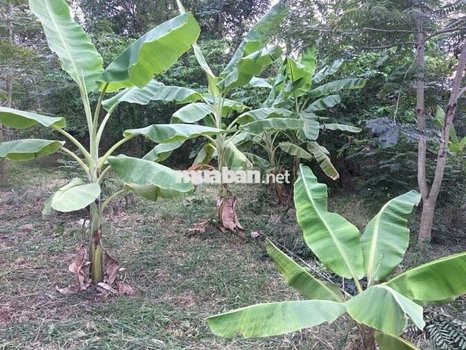 Bán đất Vườn ấp phước hưng, xã Phước Lâm, Cần Giuộc,Long An