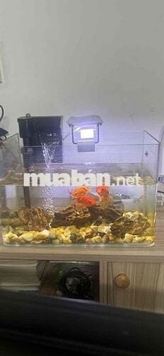 Tìm 1 bạn ở ghép chung cư hoa sen