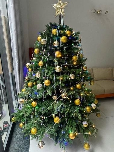 Cần bán cây thông trang trí noen cao 2m