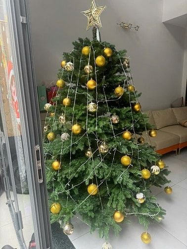 Cần bán cây thông trang trí noen cao 2m