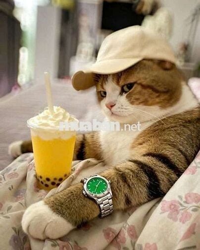 🏠 Nhà giá rẻ gác suốt, Đồng Tâm, nhà Vuông,Song Hành, Trung Chánh 🏠