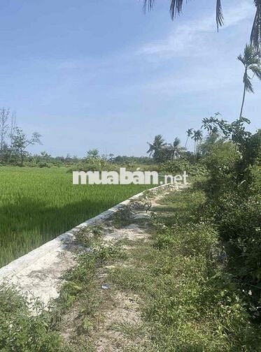 lô Đất đẹp diện tích lớn view lúa xã Bình Giang, Thăng Bình